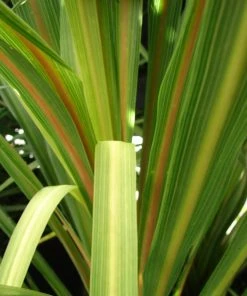 Roots Plants Cordyline Australis | New Zealand Palm