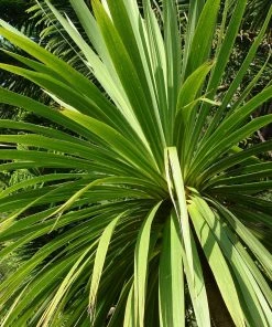 Roots Plants Cordyline Australis | New Zealand Palm