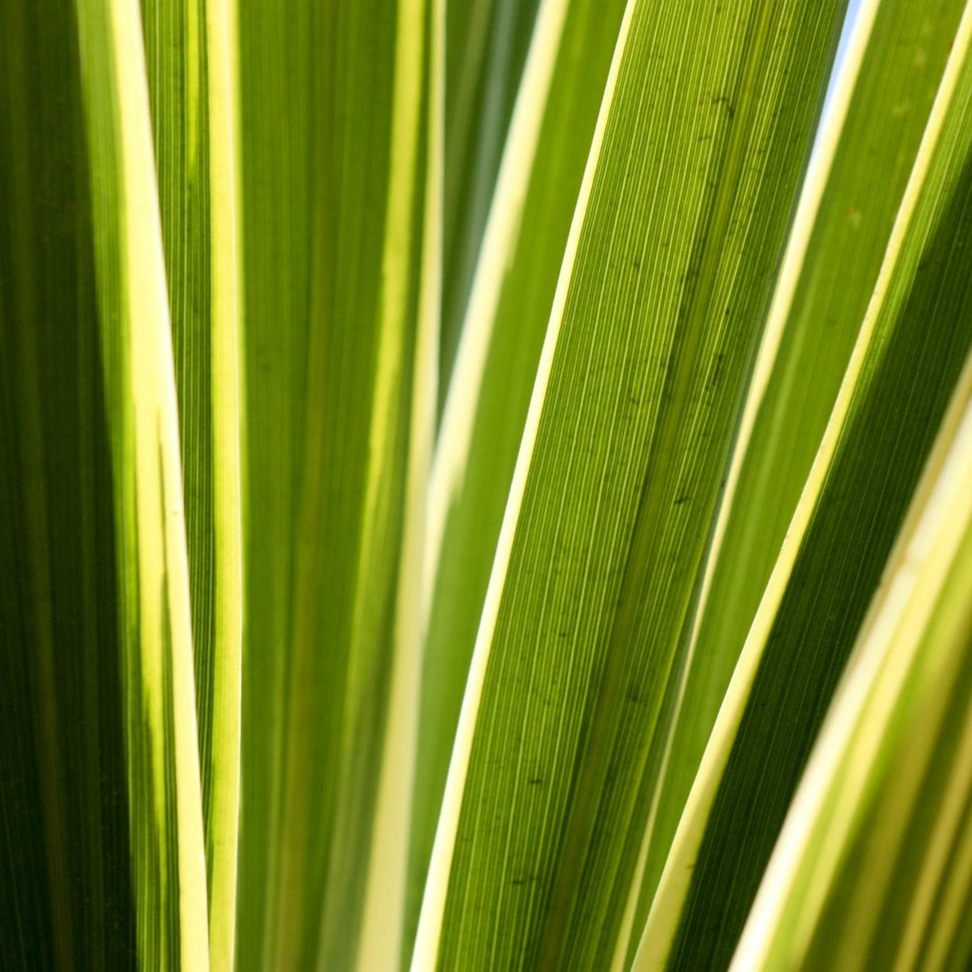 Roots Plants Cordyline Torbay Dazzler | New Zealand Palm 4 Roots Plants Cordyline Torbay Dazzler | New Zealand Palm