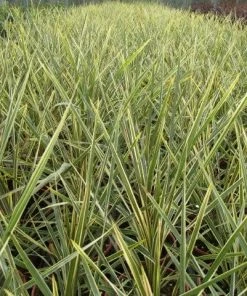 Roots Plants Cordyline Torbay Dazzler | New Zealand Palm 8 Roots Plants Cordyline Torbay Dazzler | New Zealand Palm