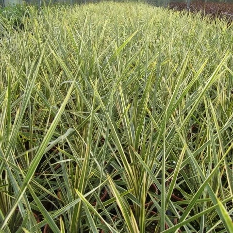 Roots Plants Cordyline Torbay Dazzler | New Zealand Palm 5 Roots Plants Cordyline Torbay Dazzler | New Zealand Palm