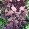 Roots Plants All Shrubs Cotinus Royal Purple | Smoke Tree 2 Roots Plants All Shrubs Cotinus Royal Purple | Smoke Tree