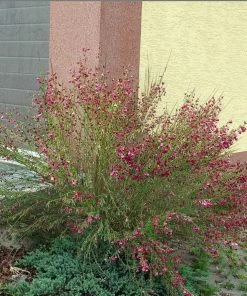 Roots Plants All Shrubs Cytisus Boskoop Ruby