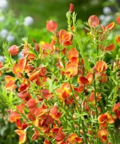 Roots Plants All Shrubs Cytisus Lena 6 Roots Plants All Shrubs Cytisus Lena