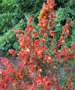 Roots Plants All Shrubs Cytisus Lena 7 Roots Plants All Shrubs Cytisus Lena