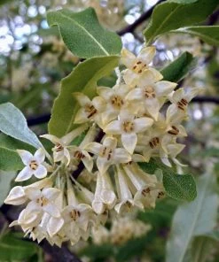 Roots Plants Best Small Evergreen Shrubs