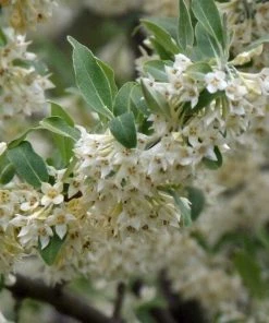 Roots Plants Oleaster Compacta | Elaeagnus Ebbingei Compacta