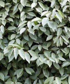 Roots Plants Best Flowering Evergreen Shrubs Hydrangea 8 Roots Plants Best Flowering Evergreen Shrubs Hydrangea