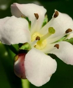 Roots Plants Escallonia Apple Blossom 8 Roots Plants Escallonia Apple Blossom