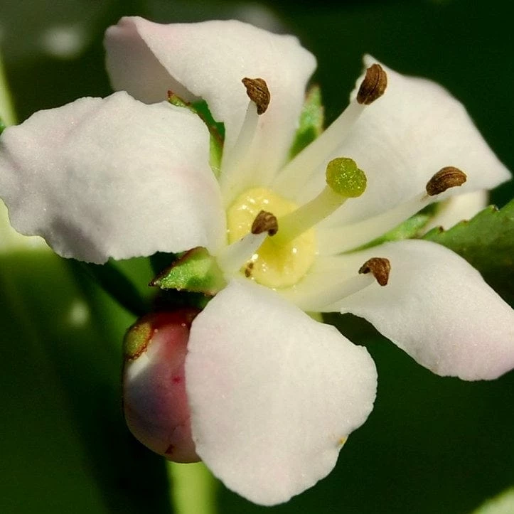 Roots Plants Escallonia Apple Blossom 5 Roots Plants Escallonia Apple Blossom