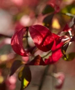 Roots Plants Euonymus Alatus Blade Runner 8 Roots Plants Euonymus Alatus Blade Runner