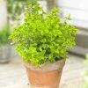Roots Plants Euonymus Emerald 'n' Gold 2 Roots Plants Euonymus Emerald 'n' Gold
