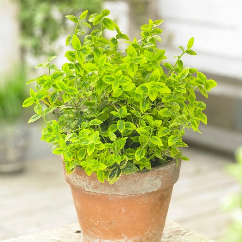 Roots Plants Euonymus Emerald 'n' Gold 3 Roots Plants Euonymus Emerald 'n' Gold