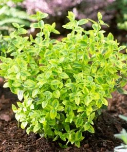 Roots Plants Euonymus Emerald 'n' Gold