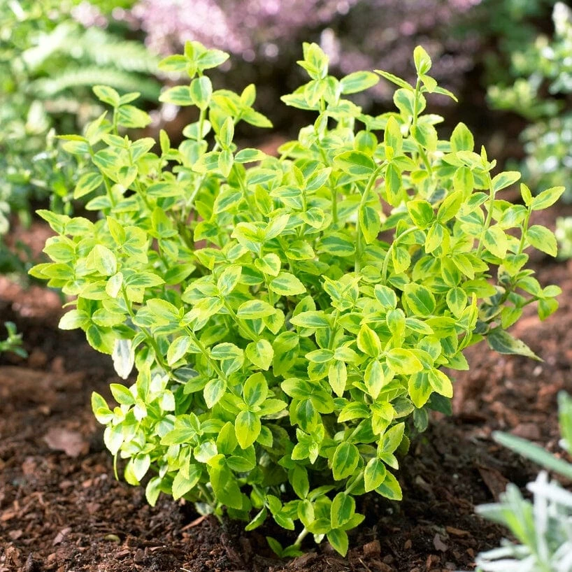 Roots Plants Euonymus Emerald 'n' Gold 4 Roots Plants Euonymus Emerald 'n' Gold