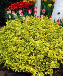 Roots Plants Euonymus Emerald 'n' Gold 11 Roots Plants Euonymus Emerald 'n' Gold