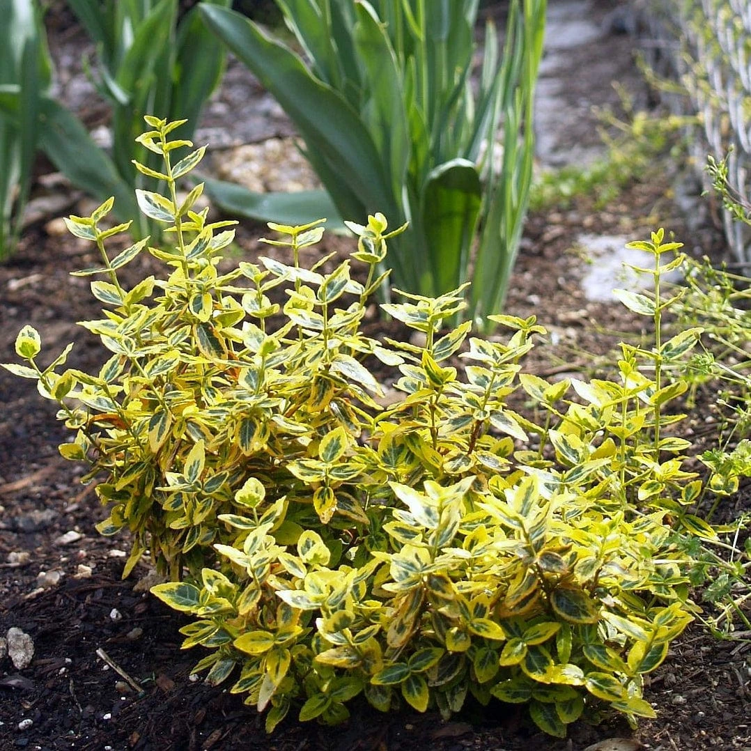 Roots Plants Euonymus Emerald 'n' Gold 7 Roots Plants Euonymus Emerald 'n' Gold