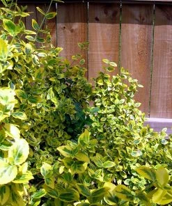 Roots Plants Euonymus Emerald 'n' Gold 14 Roots Plants Euonymus Emerald 'n' Gold
