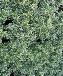 Roots Plants Euonymus Emerald Gaiety 12 Roots Plants Euonymus Emerald Gaiety