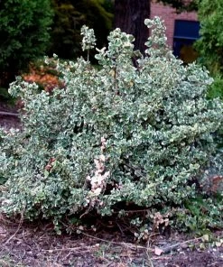 Roots Plants Euonymus Emerald Gaiety 13 Roots Plants Euonymus Emerald Gaiety