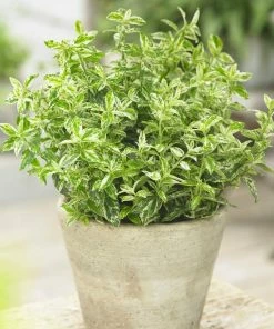 Roots Plants Euonymus Harlequin