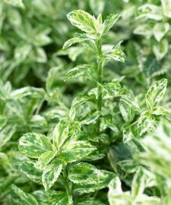 Roots Plants Euonymus Harlequin 7 Roots Plants Euonymus Harlequin