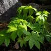 Roots Plants Fatsia Japonica