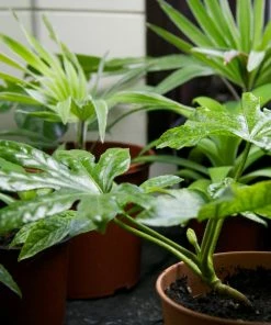 Roots Plants Fatsia Japonica