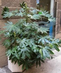 Roots Plants Fatsia Japonica