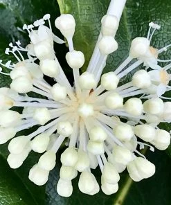 Roots Plants Fatsia Japonica