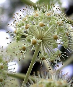 Roots Plants Fatsia Japonica