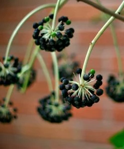 Roots Plants Fatsia Japonica
