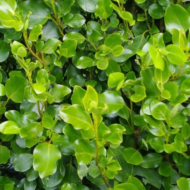 Roots Plants All Shrubs Griselinia Littoralis 3 Roots Plants All Shrubs Griselinia Littoralis