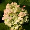 Roots Plants Hydrangea Macrophylla Madame Emile Mouillere 2 Roots Plants Hydrangea Macrophylla Madame Emile Mouillere