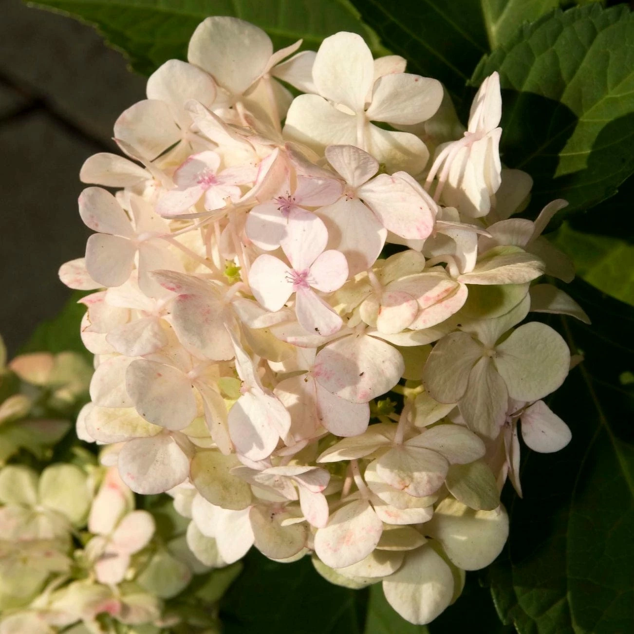Roots Plants Hydrangea Macrophylla Madame Emile Mouillere 7 Roots Plants Hydrangea Macrophylla Madame Emile Mouillere