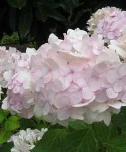 Roots Plants Hydrangea Macrophylla Madame Emile Mouillere 16 Roots Plants Hydrangea Macrophylla Madame Emile Mouillere