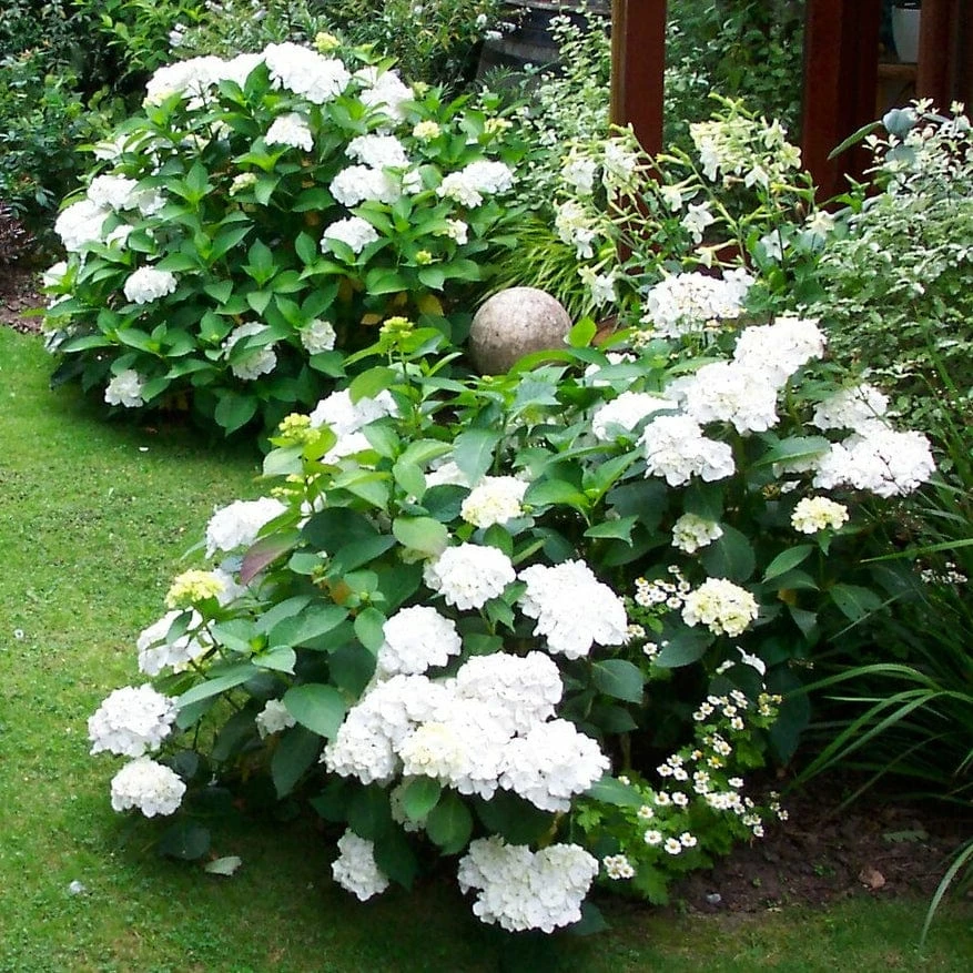 Roots Plants Hydrangea Macrophylla Madame Emile Mouillere 5 Roots Plants Hydrangea Macrophylla Madame Emile Mouillere