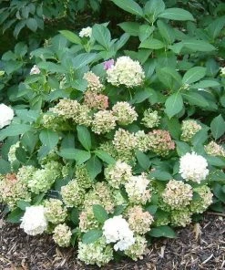 Roots Plants Hydrangea Macrophylla Madame Emile Mouillere 17 Roots Plants Hydrangea Macrophylla Madame Emile Mouillere