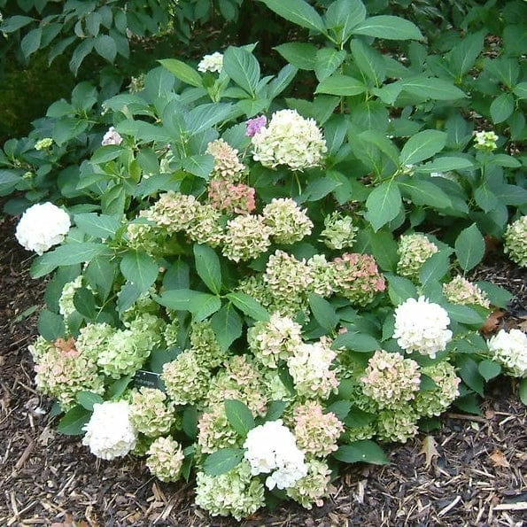 Roots Plants Hydrangea Macrophylla Madame Emile Mouillere 9 Roots Plants Hydrangea Macrophylla Madame Emile Mouillere