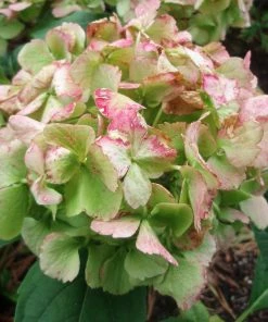 Roots Plants Hydrangea Macrophylla Madame Emile Mouillere