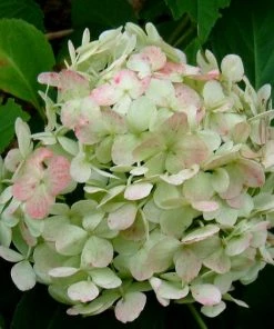 Roots Plants Hydrangea Macrophylla Madame Emile Mouillere 18 Roots Plants Hydrangea Macrophylla Madame Emile Mouillere