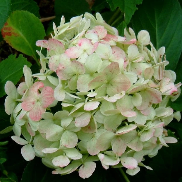 Roots Plants Hydrangea Macrophylla Madame Emile Mouillere 10 Roots Plants Hydrangea Macrophylla Madame Emile Mouillere