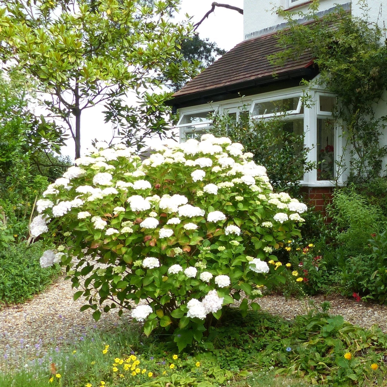 Roots Plants Hydrangea Macrophylla Madame Emile Mouillere 11 Roots Plants Hydrangea Macrophylla Madame Emile Mouillere