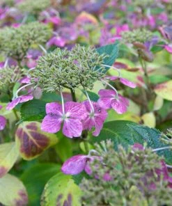 Roots Plants Hydrangea Macrophylla Mariesii Perfecta 7 Roots Plants Hydrangea Macrophylla Mariesii Perfecta