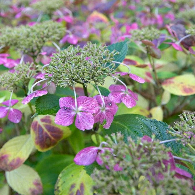 Roots Plants Hydrangea Macrophylla Mariesii Perfecta 5 Roots Plants Hydrangea Macrophylla Mariesii Perfecta