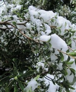 Roots Plants All Shrubs Osmanthus X Burkwoodii