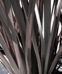 Roots Plants Phormium Platts Black All Shrubs