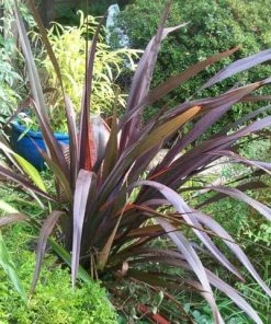 Roots Plants Phormium Platts Black All Shrubs