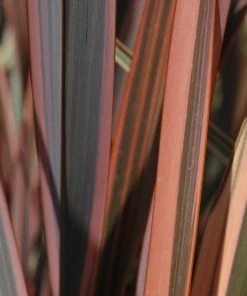 Roots Plants All Shrubs Phormium Sundowner 8 Roots Plants All Shrubs Phormium Sundowner