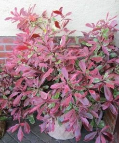 Roots Plants Photinia Pink Marble